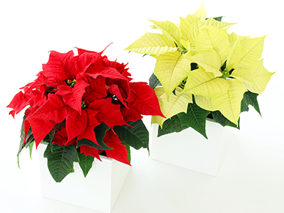 当年度に誕生日を迎える、子女に対するお祝い